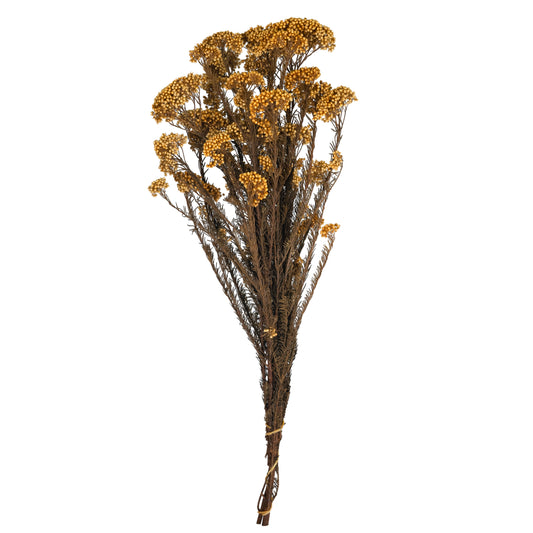 Crenguta conservata de Helychrisium diosmi H60-70 cm. piersica