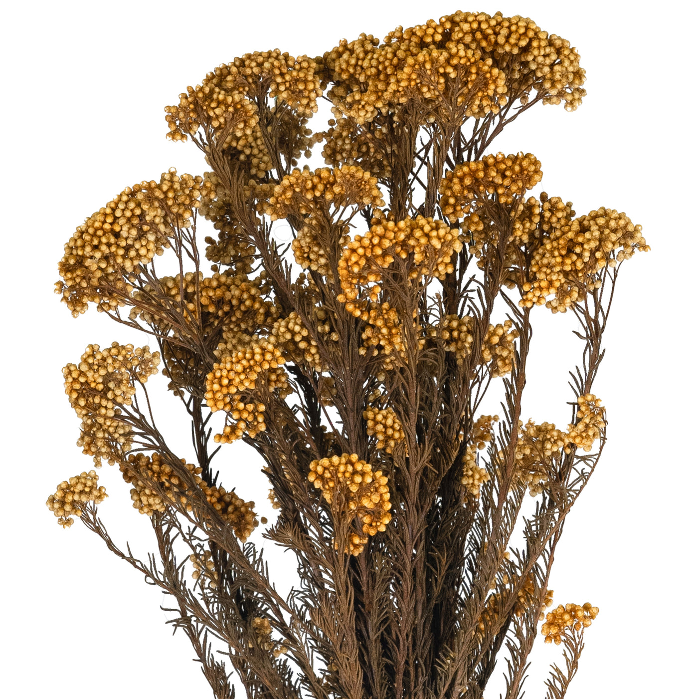Crenguta conservata de Helychrisium diosmi H60-70 cm piersica