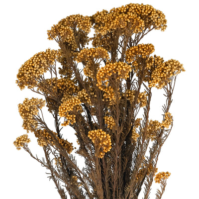 Crenguta conservata de Helychrisium diosmi H60-70 cm piersica