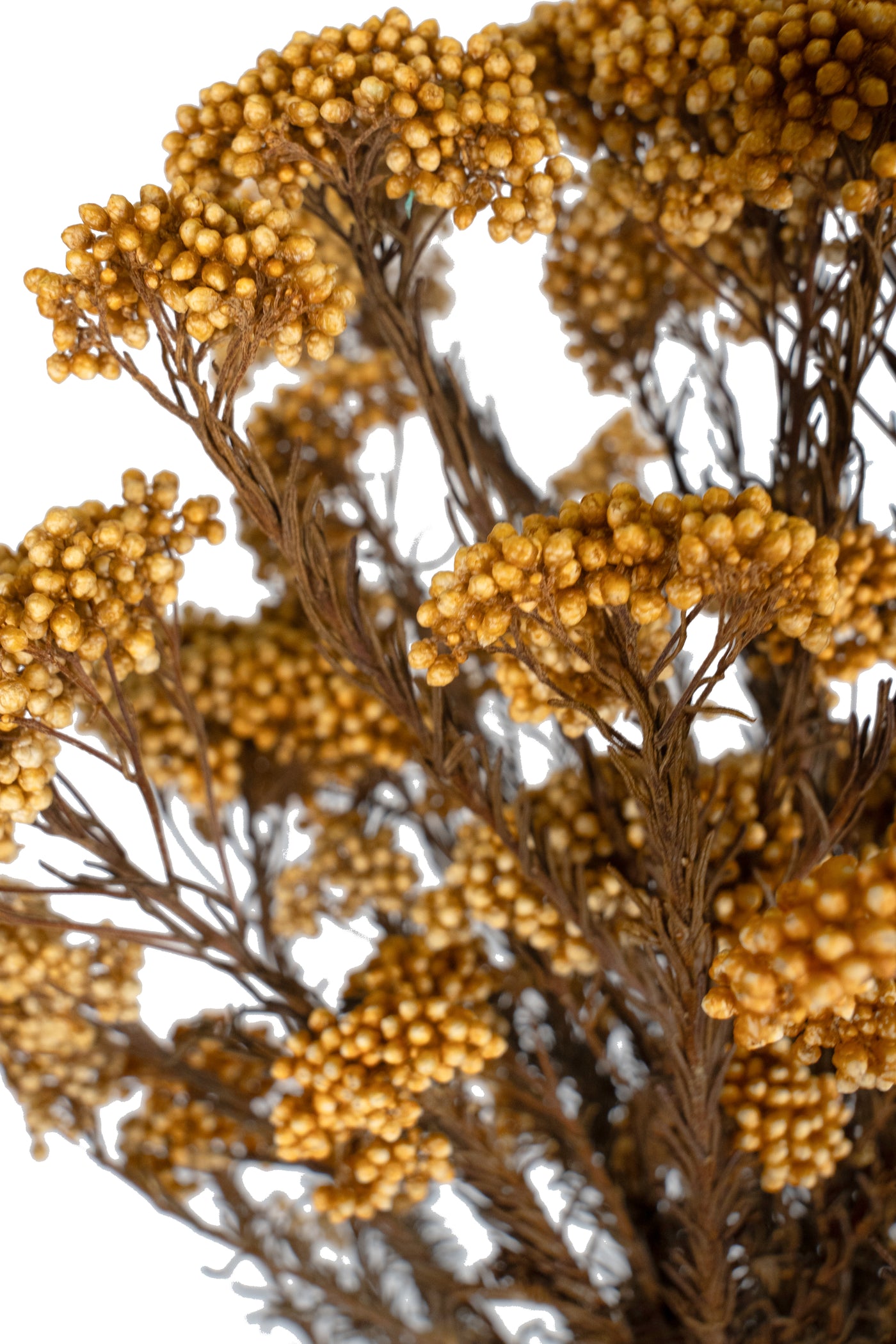 Crenguta conservata de Helychrisium diosmi H60-70 cm piersica
