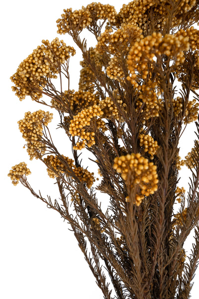 Crenguta conservata de Helychrisium diosmi H60-70 cm piersica