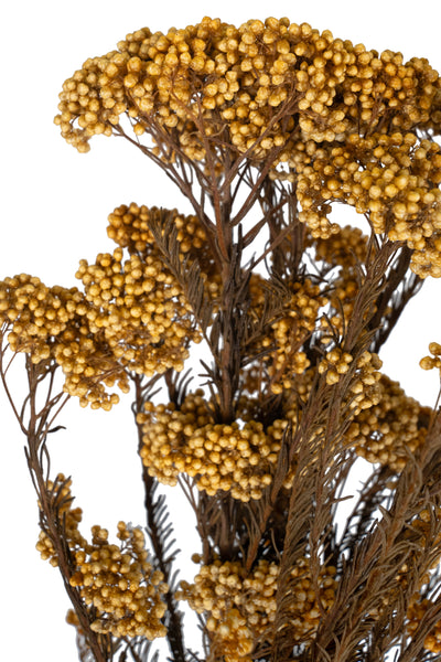 Crenguta conservata de Helychrisium diosmi H60-70 cm piersica