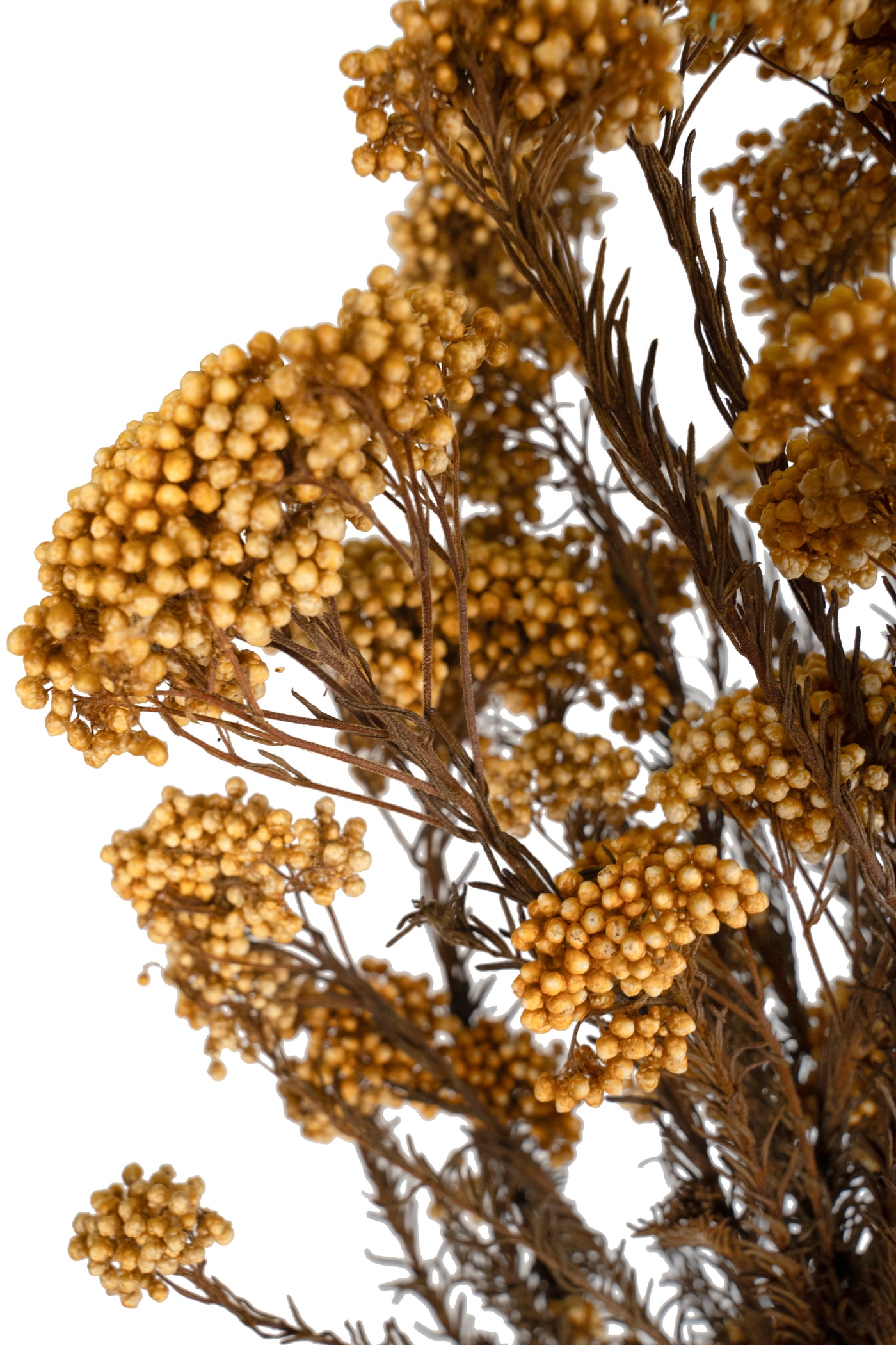 Crenguta conservata de Helychrisium diosmi H60-70 cm piersica
