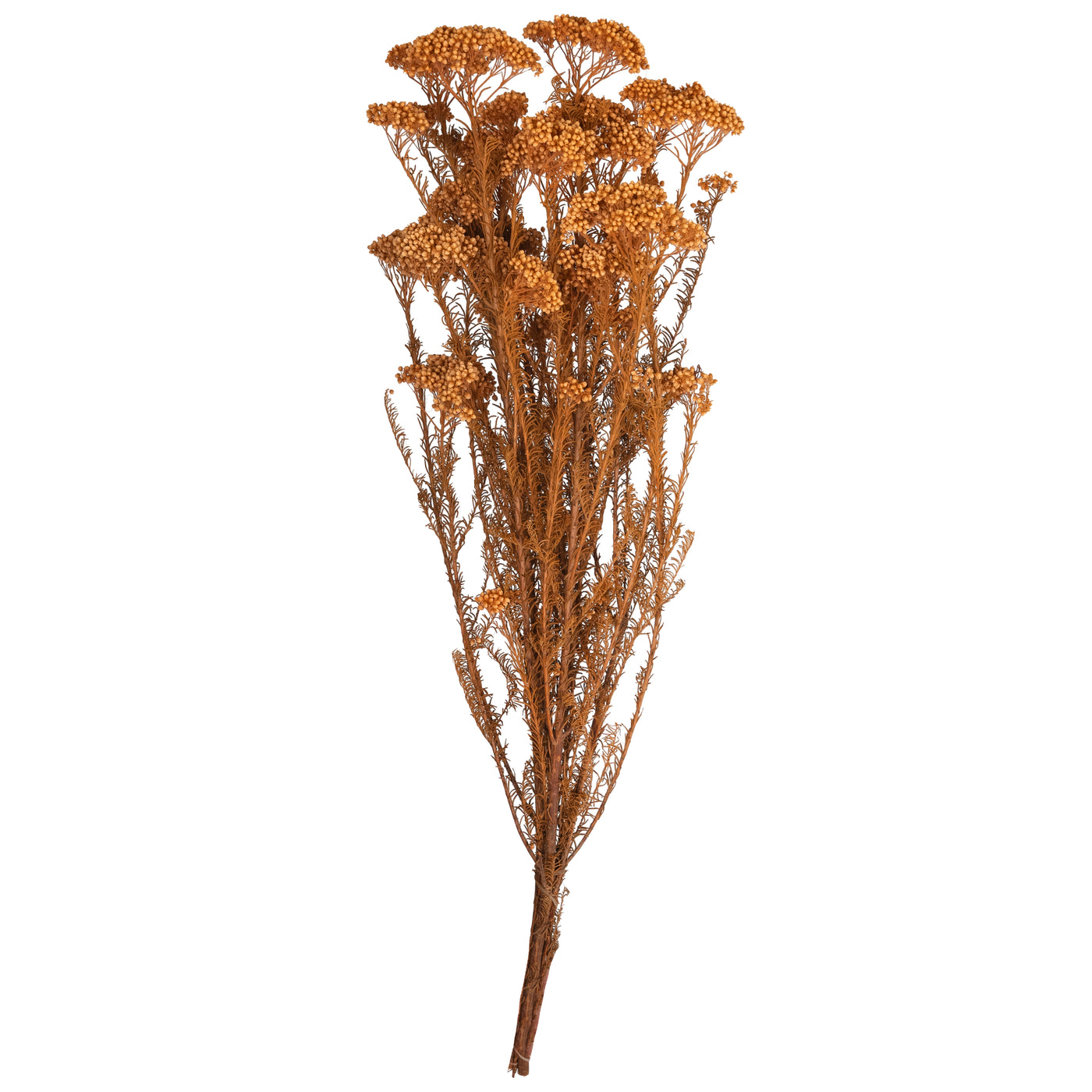 Crenguta conservata de Helychrisium diosmi H60-70 cm. portocaliu