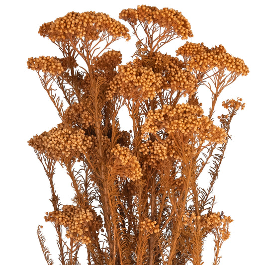 Crenguta conservata de Helychrisium diosmi H60-70 cm portocaliu