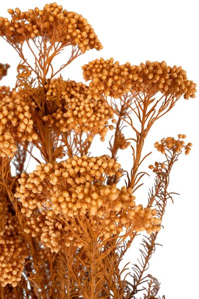 Crenguta conservata de Helychrisium diosmi H60-70 cm portocaliu