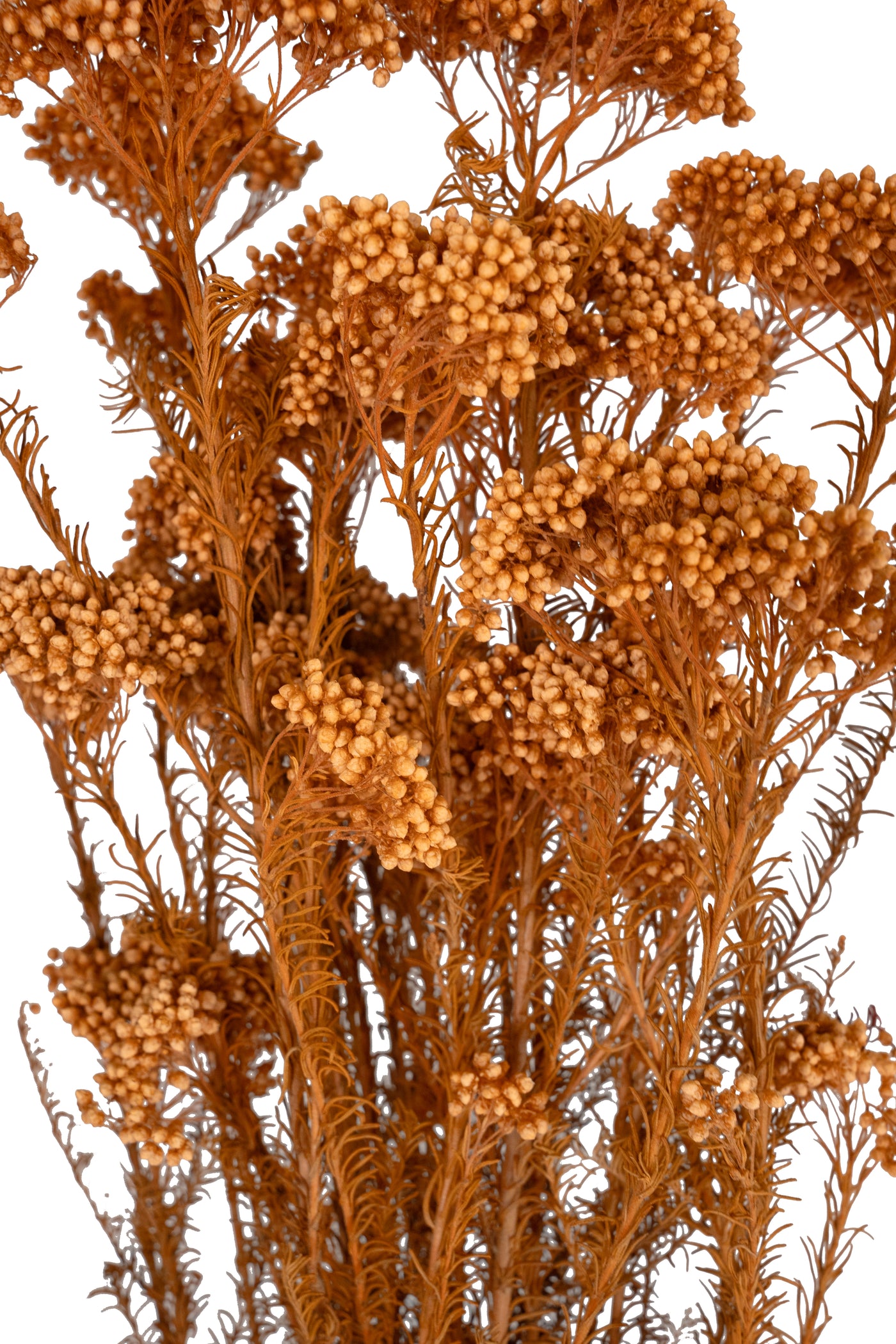 Crenguta conservata de Helychrisium diosmi H60-70 cm portocaliu