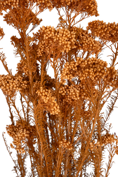 Crenguta conservata de Helychrisium diosmi H60-70 cm portocaliu