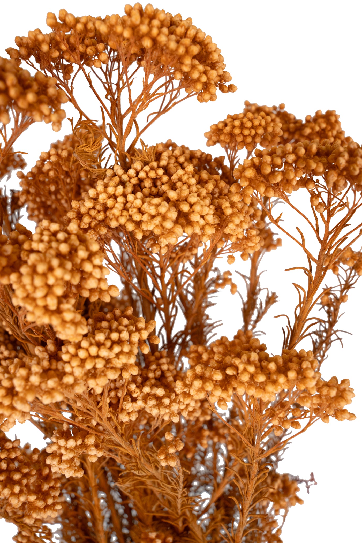 Crenguta conservata de Helychrisium diosmi H60-70 cm portocaliu