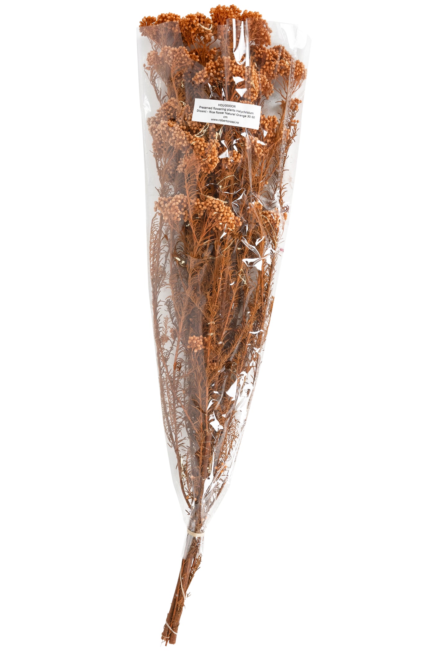 Crenguta conservata de Helychrisium diosmi H60-70 cm portocaliu