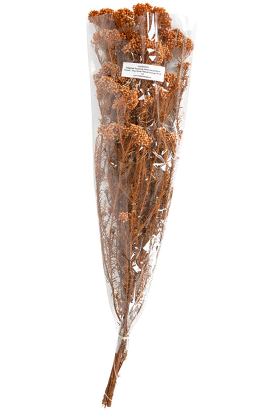 Crenguta conservata de Helychrisium diosmi H60-70 cm portocaliu