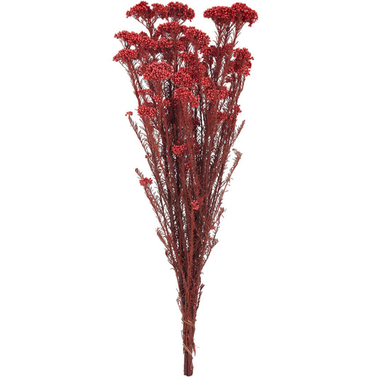 Crenguta conservata de Helychrisium diosmi H60-70 cm. rosu