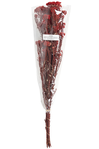 Crenguta conservata de Helychrisium diosmi H60-70 cm. rosu