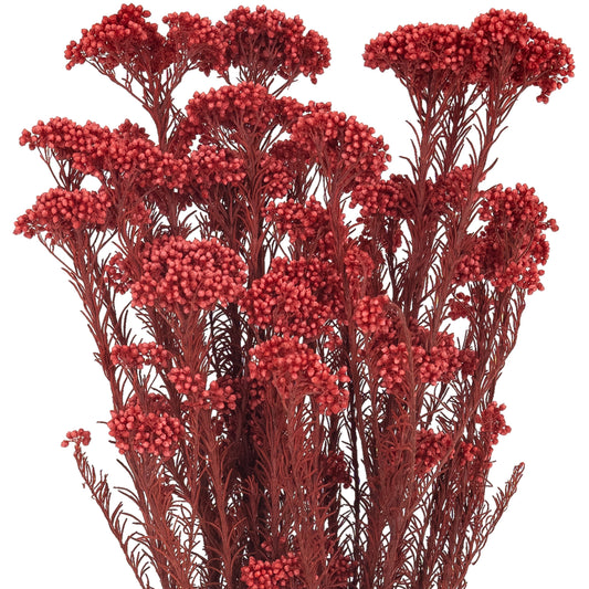 Crenguta conservata de Helychrisium diosmi H60-70 cm rosu