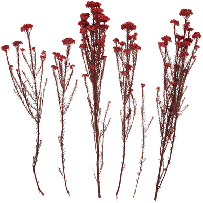 Crenguta conservata de Helychrisium diosmi H60-70 cm. rosu