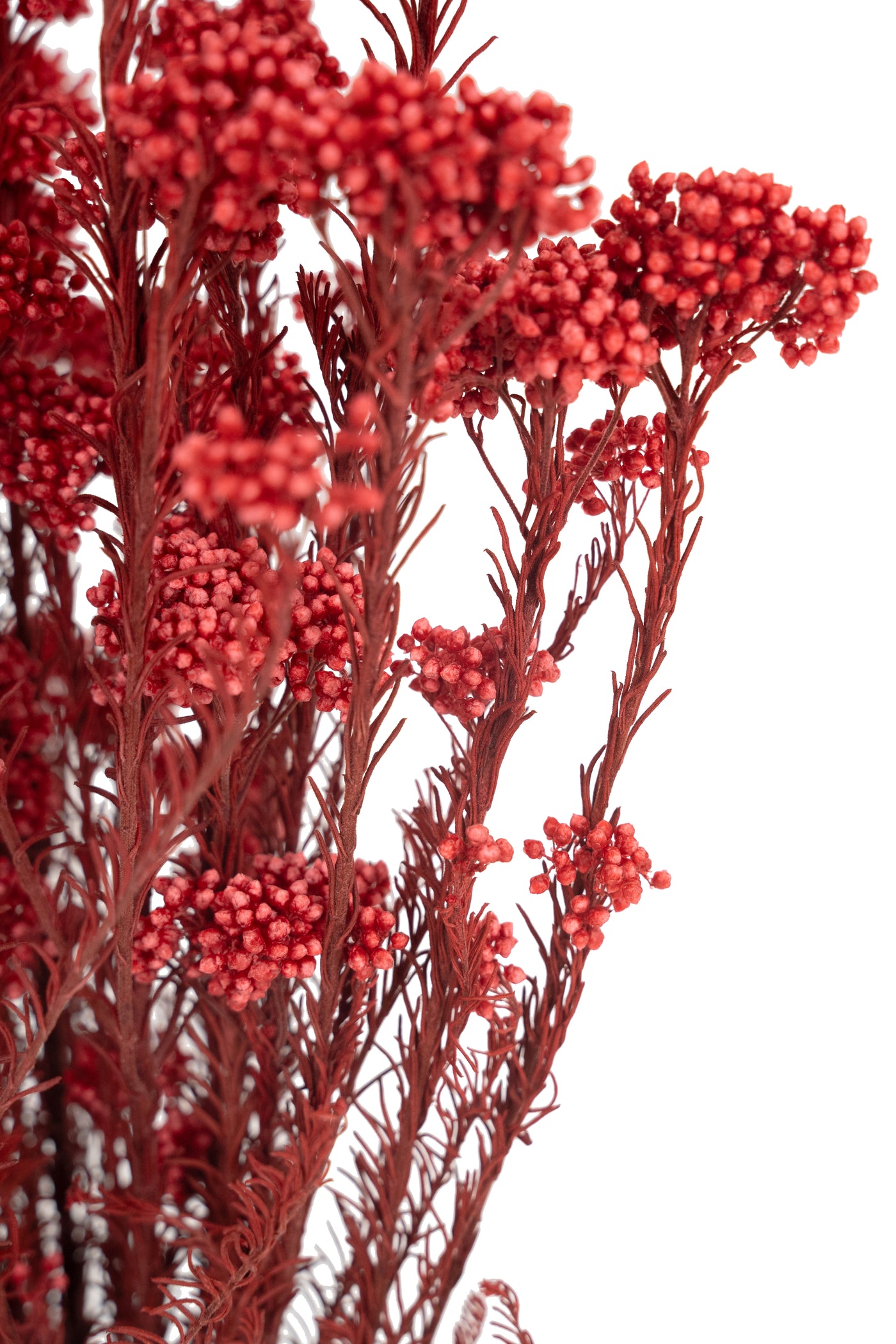 Crenguta conservata de Helychrisium diosmi H60-70 cm rosu