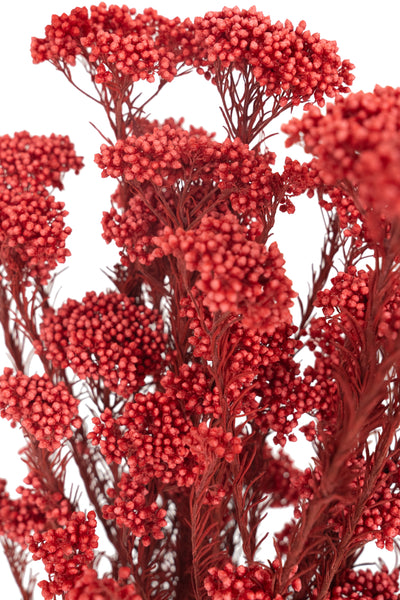 Crenguta conservata de Helychrisium diosmi H60-70 cm rosu