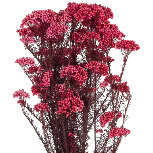Crenguta conservata de Helychrisium diosmi H60-70 cm roz