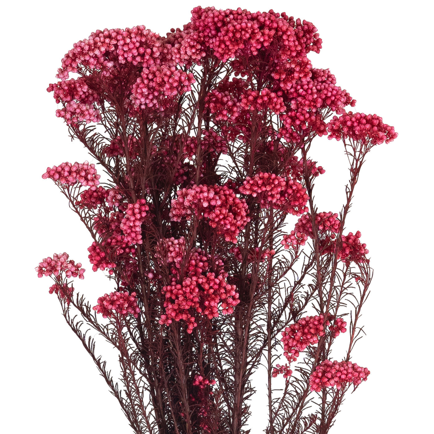 Crenguta conservata de Helychrisium diosmi H60-70 cm roz