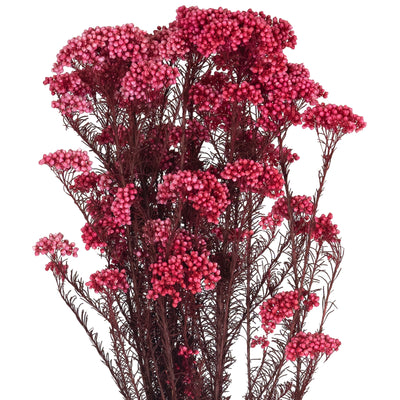 Crenguta conservata de Helychrisium diosmi H60-70 cm roz