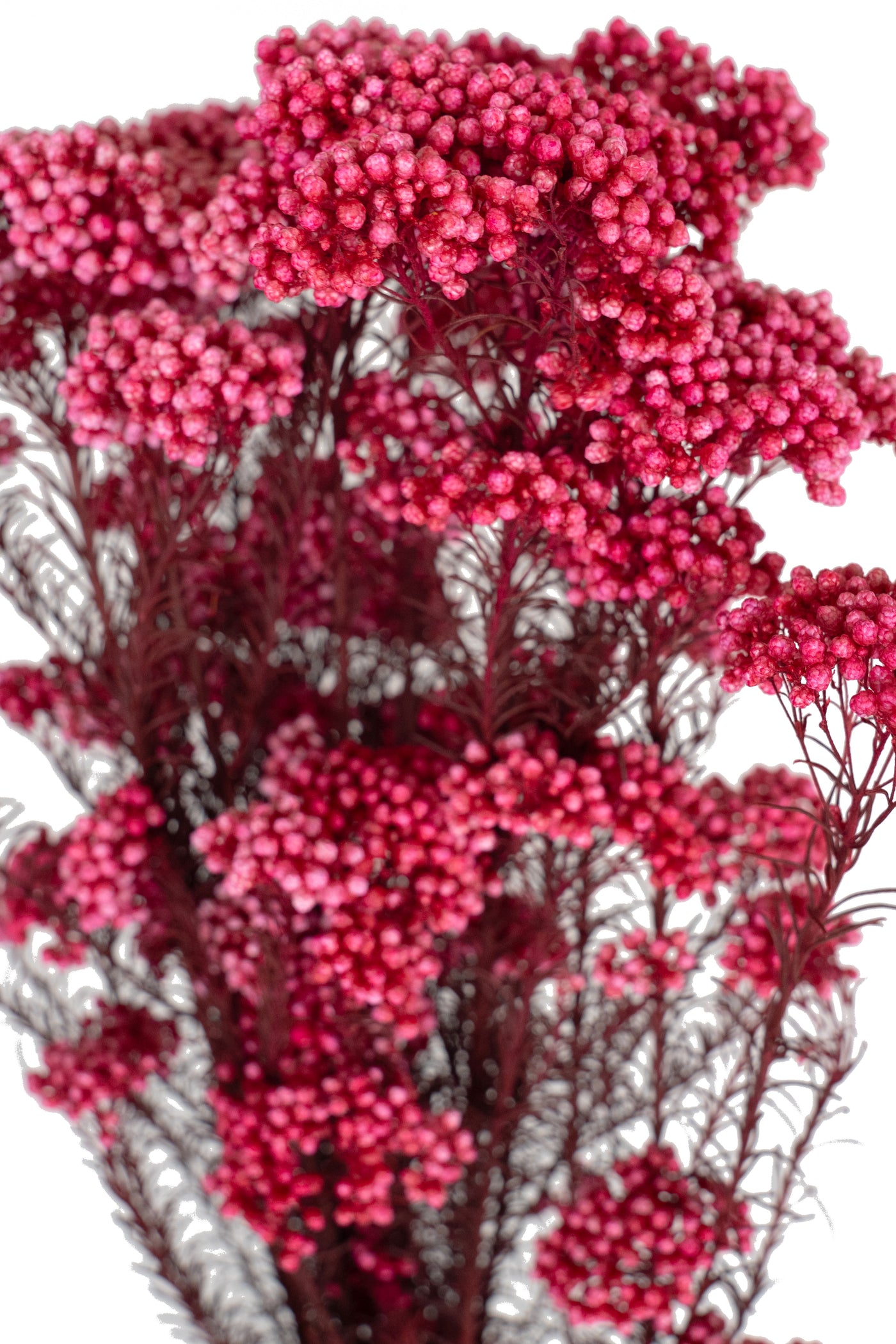 Crenguta conservata de Helychrisium diosmi H60-70 cm. roz