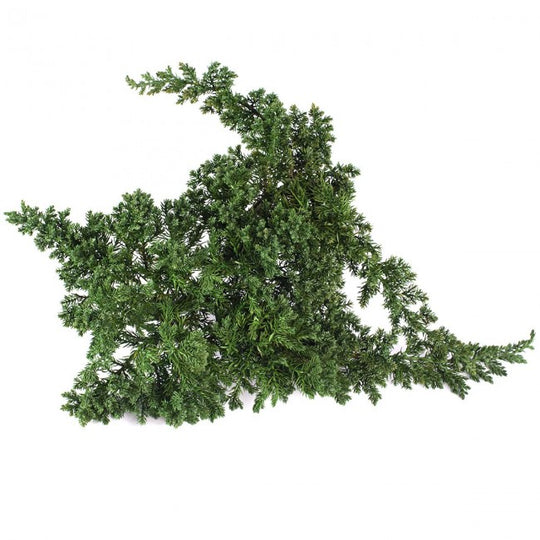Crenguta conservata de Juniperus H15-25 cm. verde