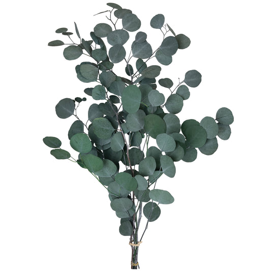 Crenguta conservata de Mar H50-80 cm. verde