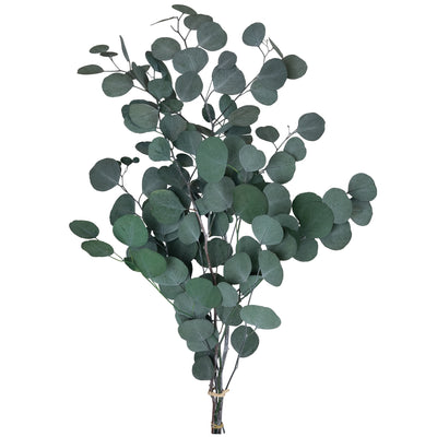 Crenguta conservata de Mar H50-80 cm. verde