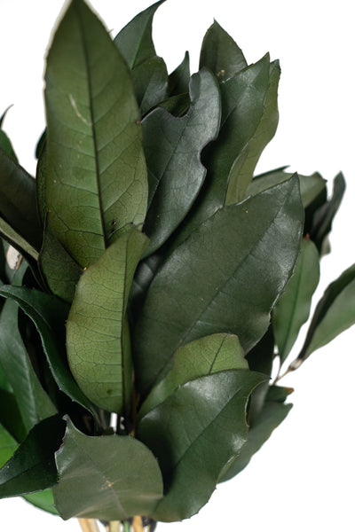 Crenguta conservata de Osmanthus H15-20 cm. verde