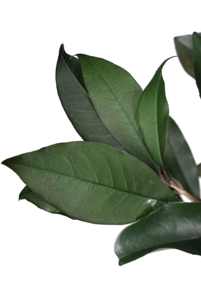 Crenguta conservata de Osmanthus H15-20 cm. verde
