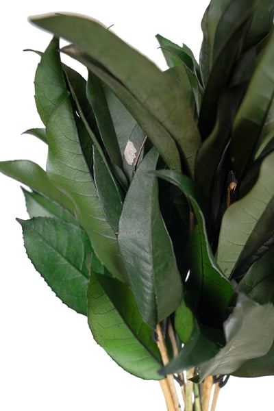 Crenguta conservata de Osmanthus H15-20 cm. verde