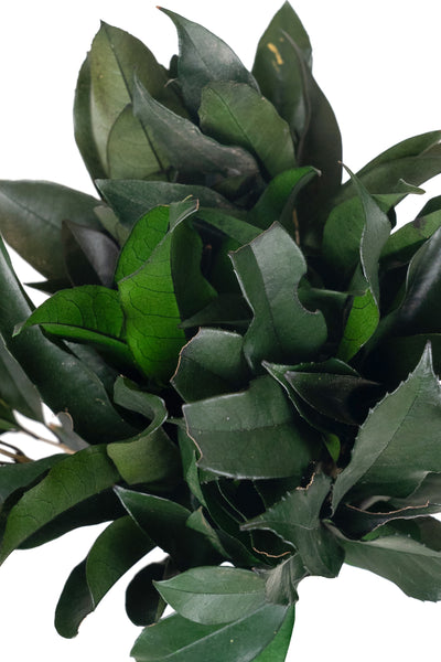 Crenguta conservata de Osmanthus H15-20 cm. verde