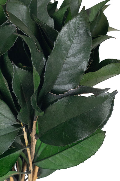 Crenguta conservata de Osmanthus H15-20 cm. verde