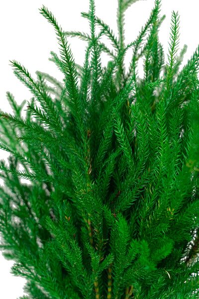 Crenguta conservata de Pin H20-30 cm. verde