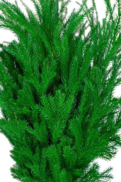 Crenguta conservata de Pin H20-30 cm. verde