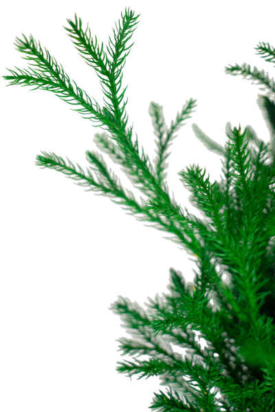Crenguta conservata de Pin H20-30 cm. verde
