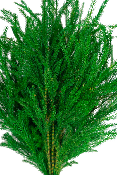 Crenguta conservata de Pin H20-30 cm. verde