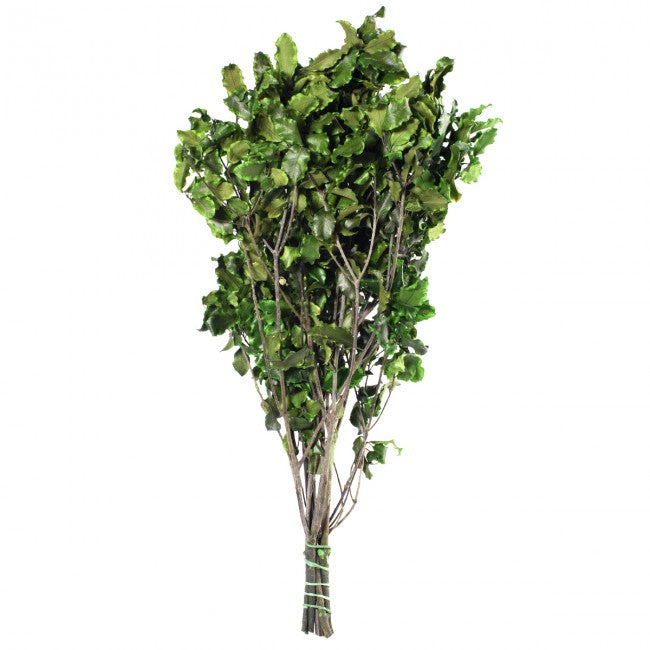 Crenguta conservata de Pittosporum tenuifolium H30-40 cm. verde