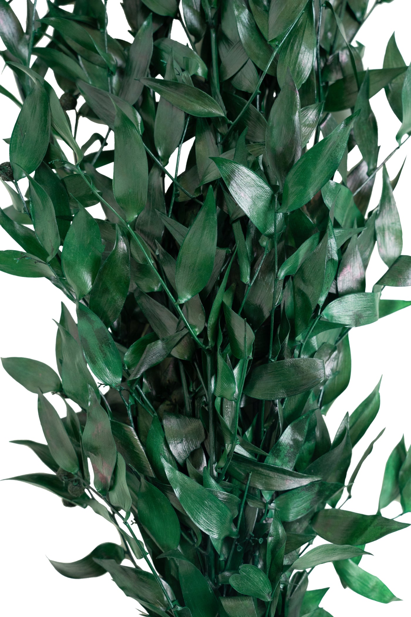 Crenguta conservata de Ruscus H40-80 cm. verde smarald