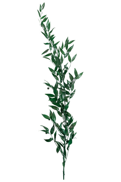 Crenguta conservata de Ruscus H40-80 cm. verde smarald