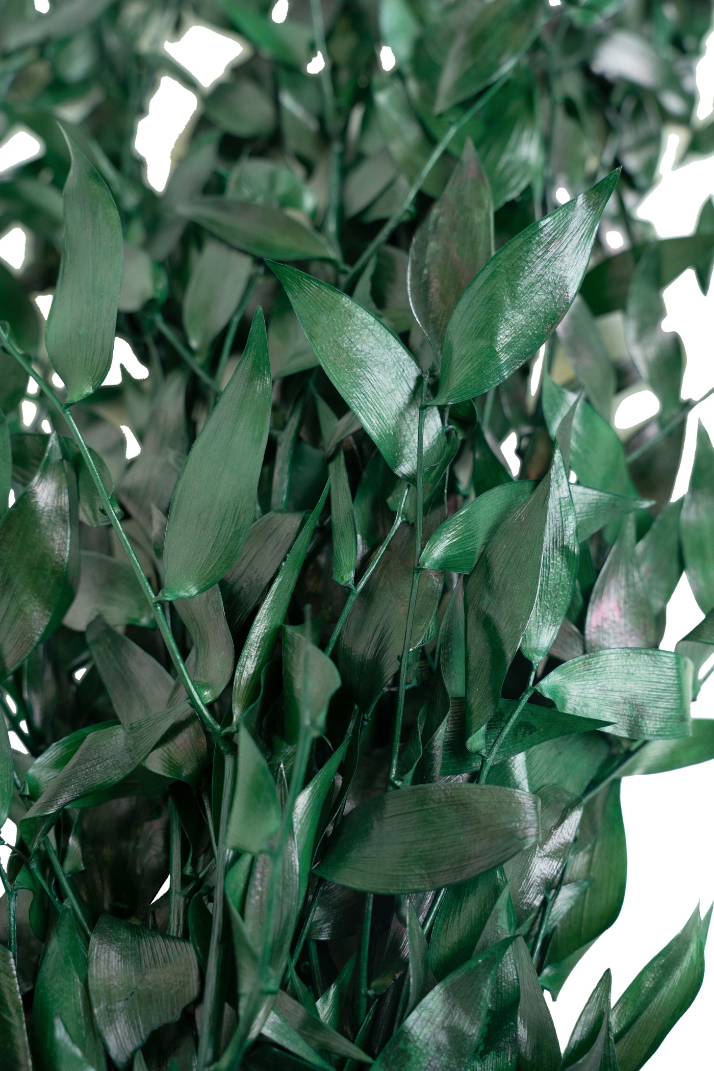 Crenguta conservata de Ruscus H40-80 cm. verde smarald