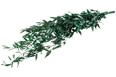 Crenguta conservata de Ruscus H40-80 cm. verde smarald