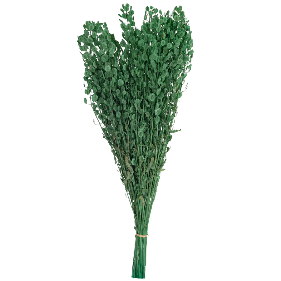 Legatura Crenguta conservata Shepherd purse H40-60 cm. verde