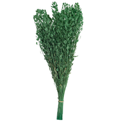 Crenguta conservata Shepherd purse H40-60 cm. verde