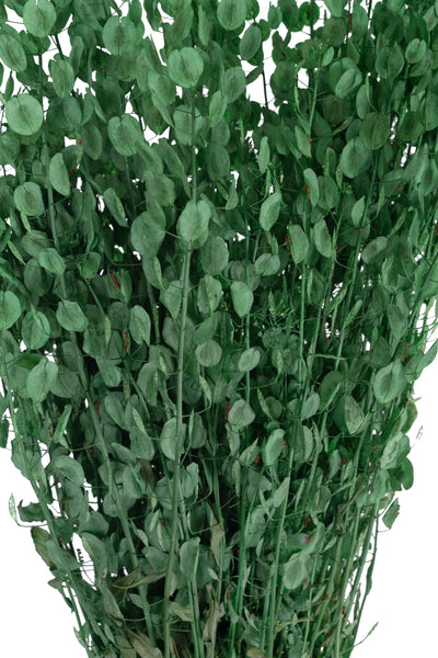 Crenguta conservata Shepherd purse H40-60 cm. verde