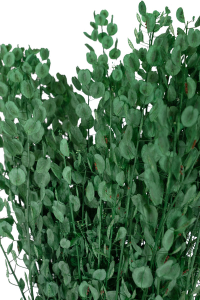 Crenguta conservata Shepherd purse H40-60 cm. verde
