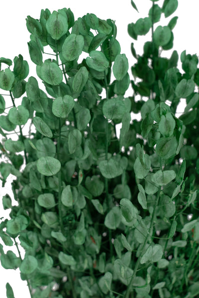 Crenguta conservata Shepherd purse H40-60 cm. verde