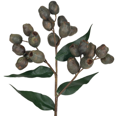 Crenguta cu fructe de Eucalypt 48 cm maro