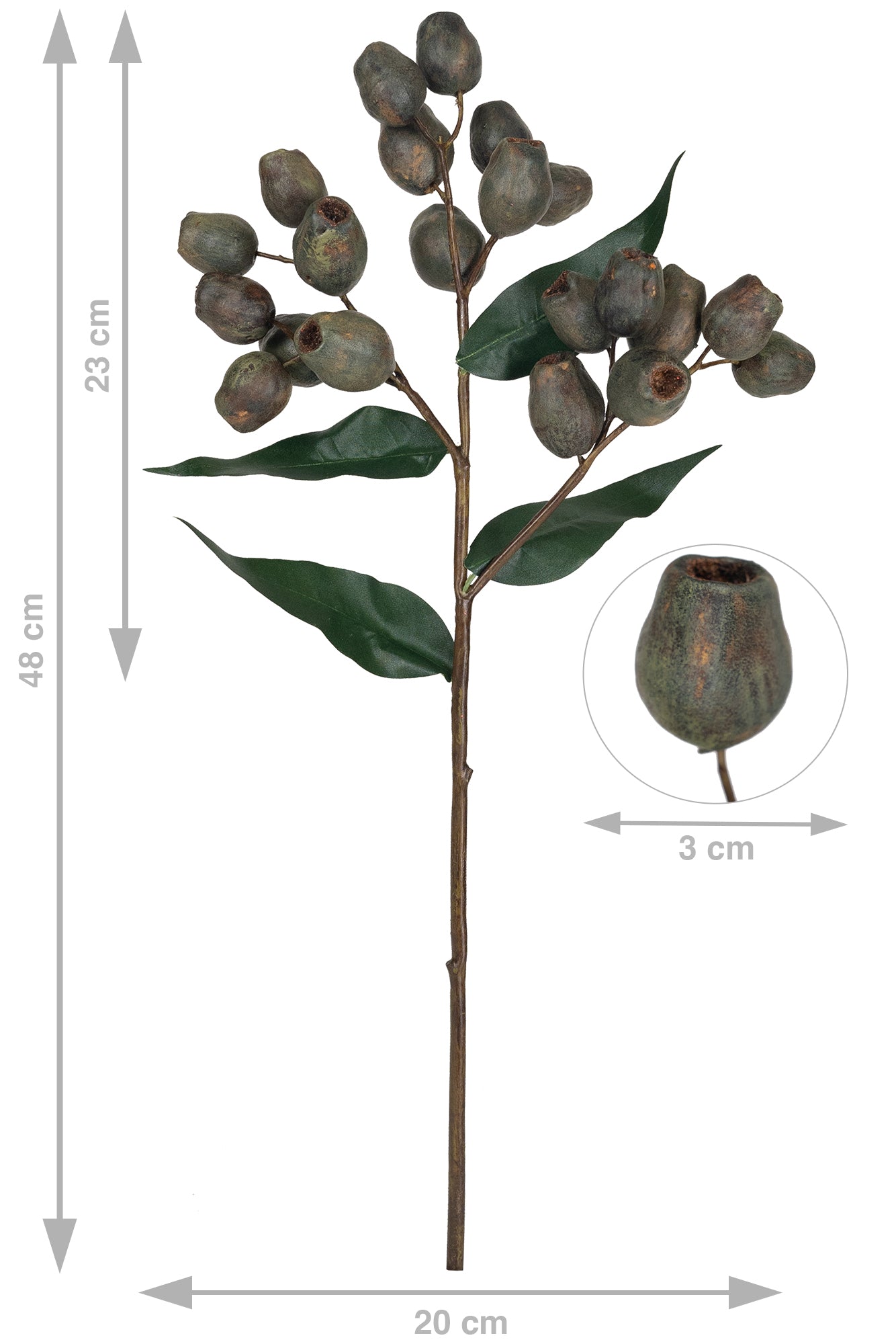 Crenguta cu fructe de Eucalypt 48 cm maro