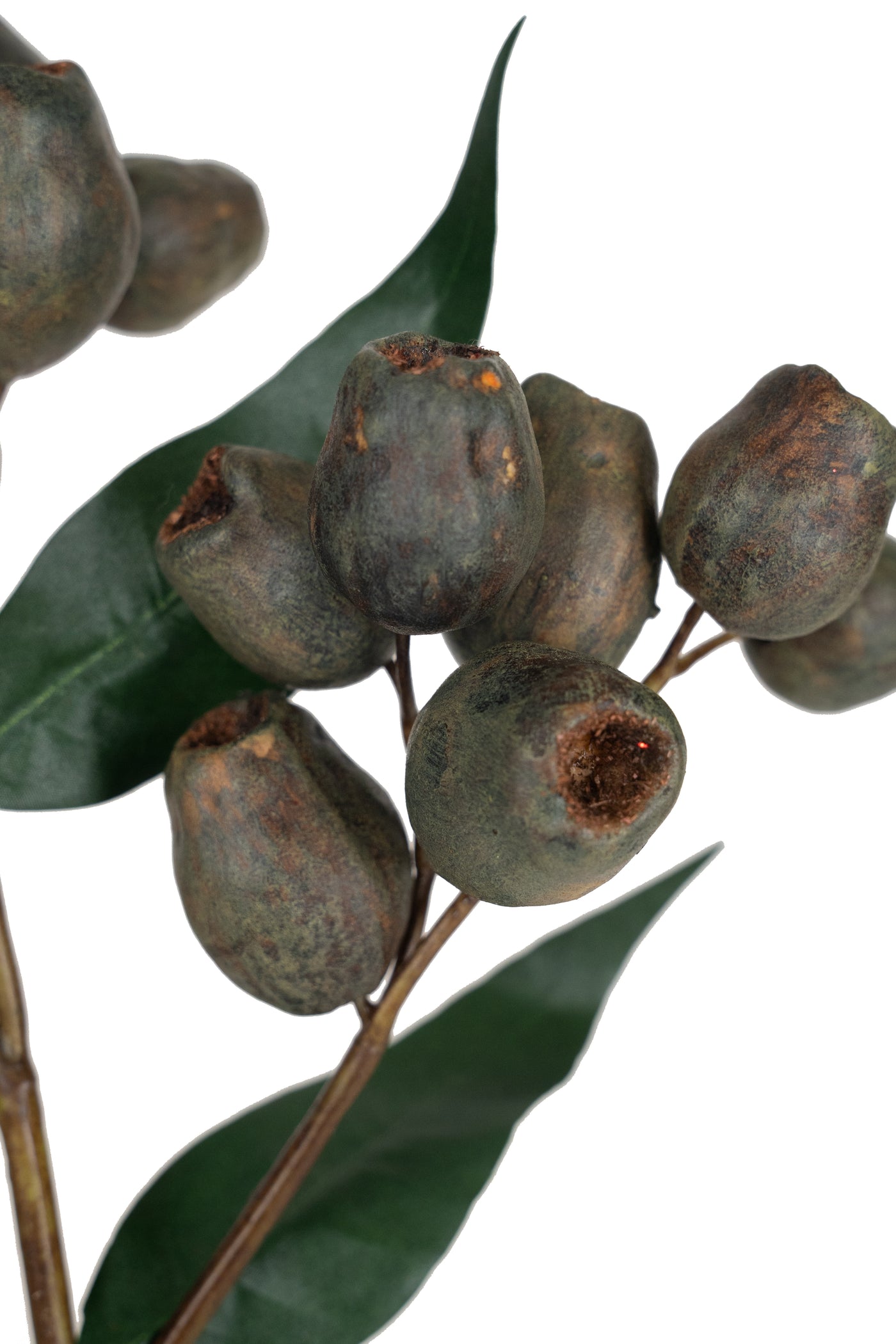 Crenguta cu fructe de Eucalypt 48 cm maro